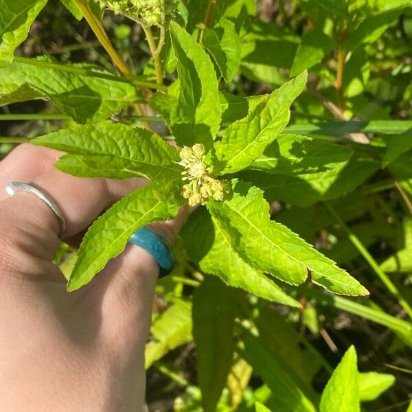 Penthorum sedoides Листок