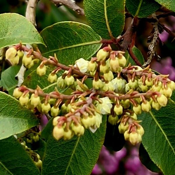 Pieris floribunda Flower