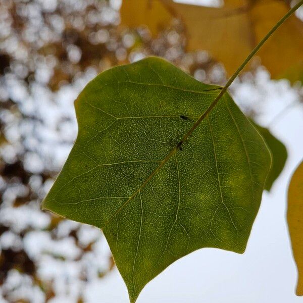 Liriodendron chinense Leaf