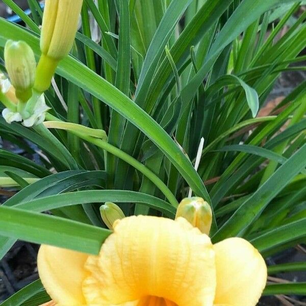 Hemerocallis lilioasphodelus पत्ता