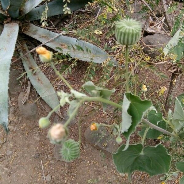 Abutilon indicum Φρούτο