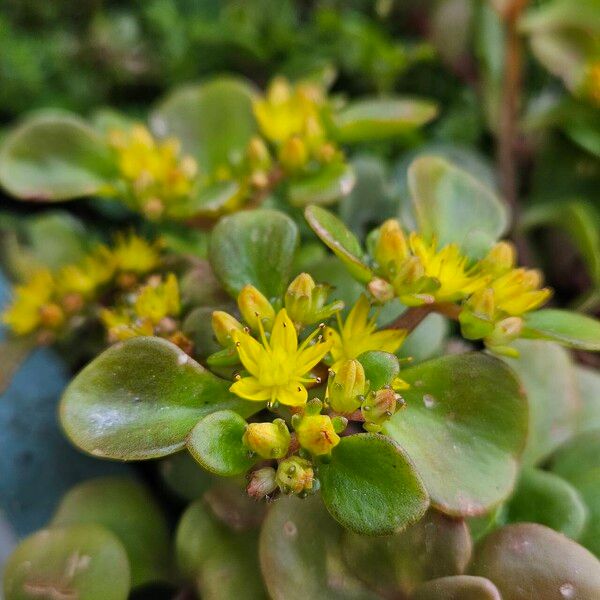 Sedum spathulifolium Кветка