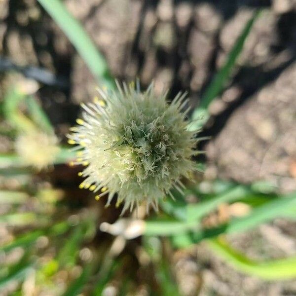 Allium fistulosum Flower