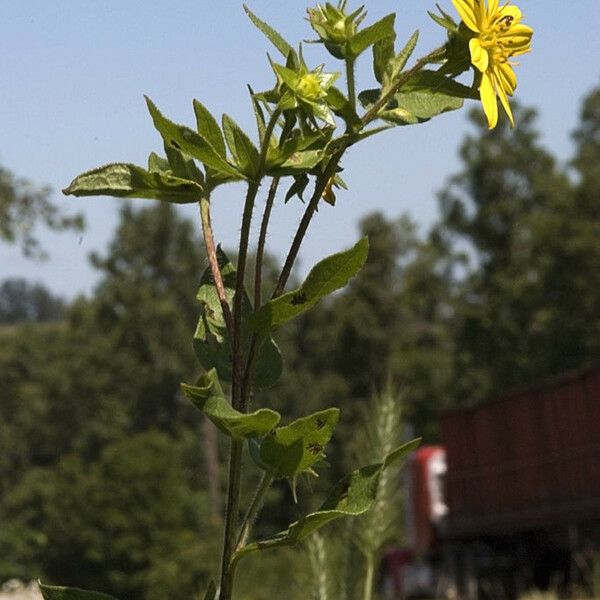 Silphium asteriscus Floro