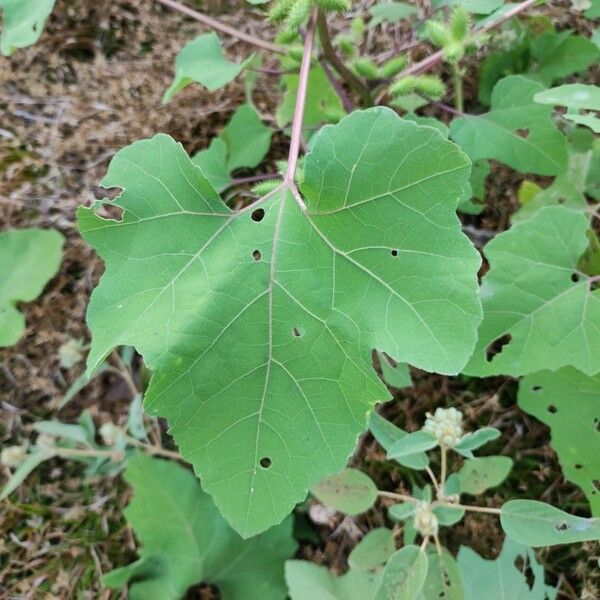 Xanthium strumarium Folio