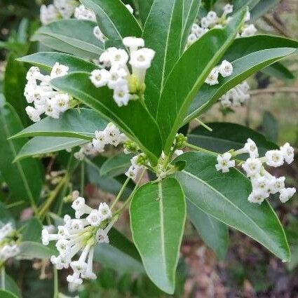 Cestrum diurnum Žiedas