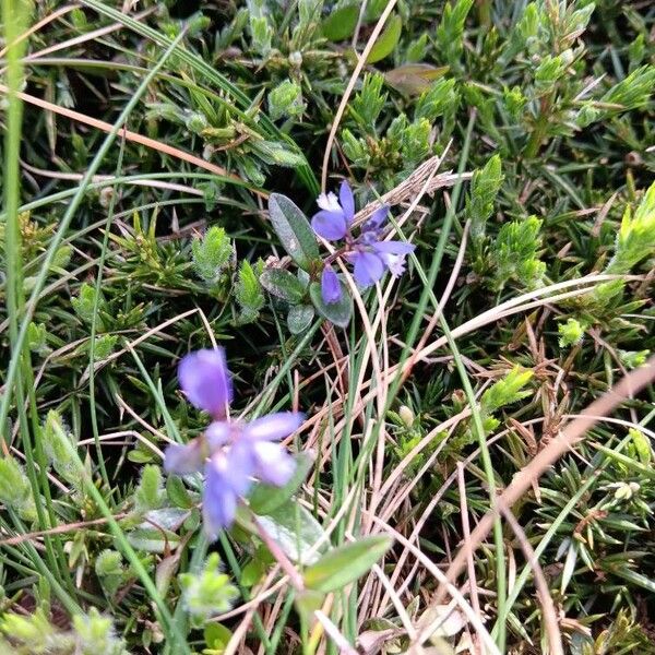 Polygala serpyllifolia Habitatea