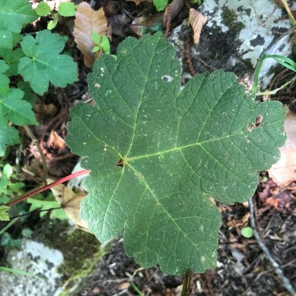 Acer opalus Leaf