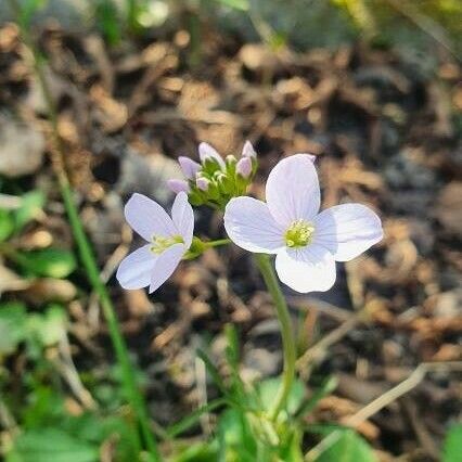 Cardamine pratensis Flower