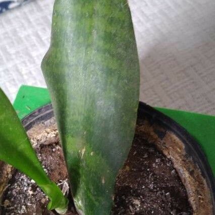 Sansevieria masoniana 葉