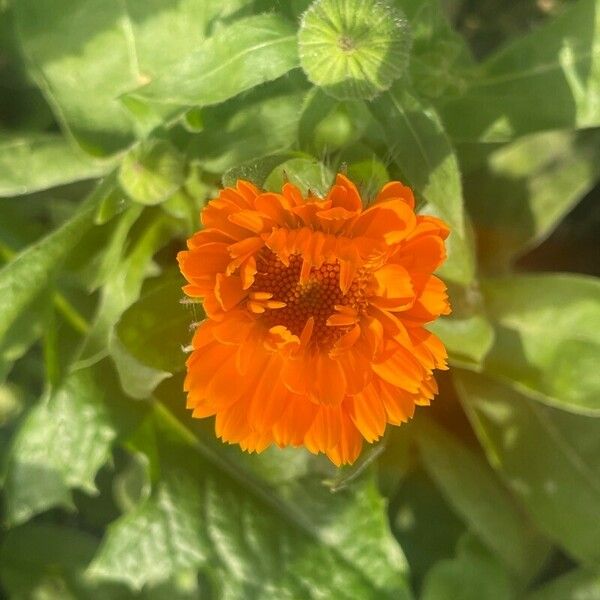 Calendula officinalis 花