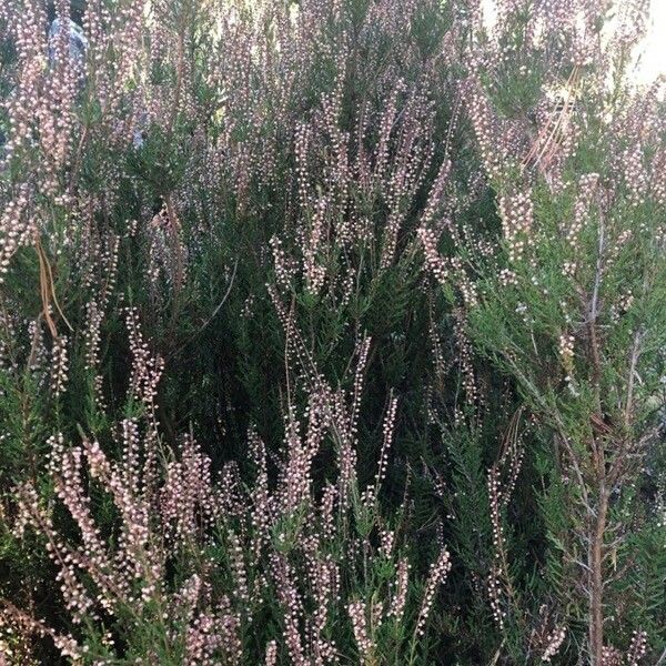 Calluna vulgaris List