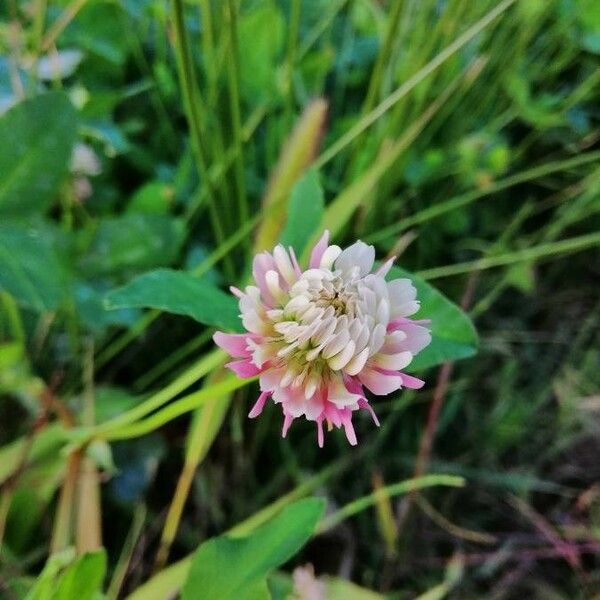 Trifolium hybridum Cvet