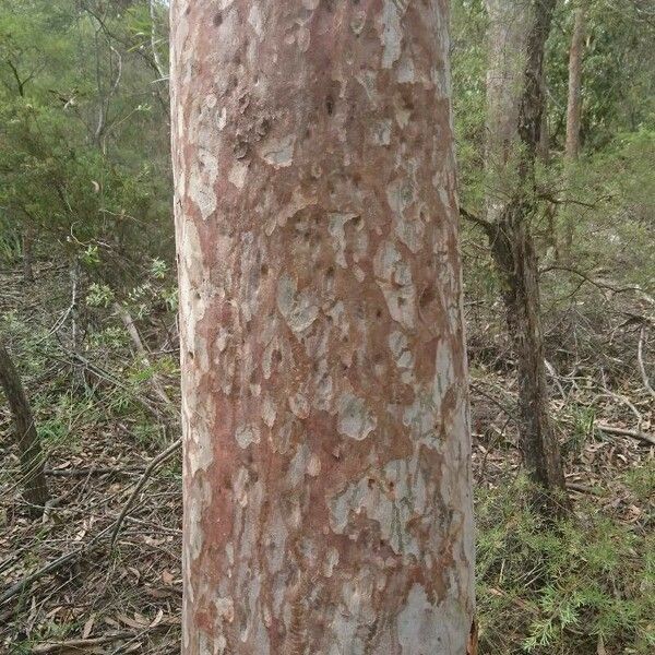 Corymbia citriodora Bark