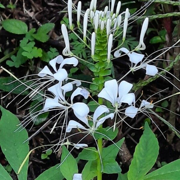 Cleome gynandra Flower