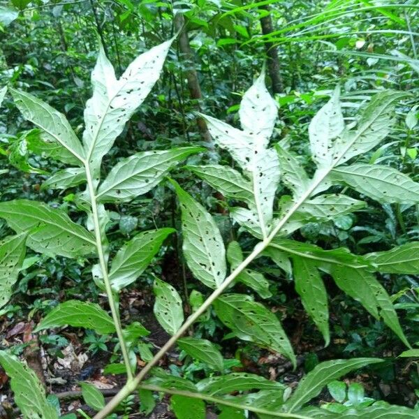 Dracontium polyphyllum Blad