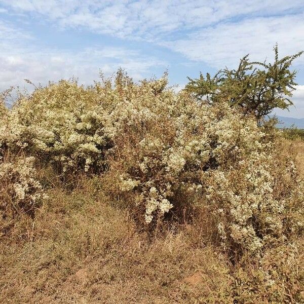 Gymnosporia putterlickioides ശീലം