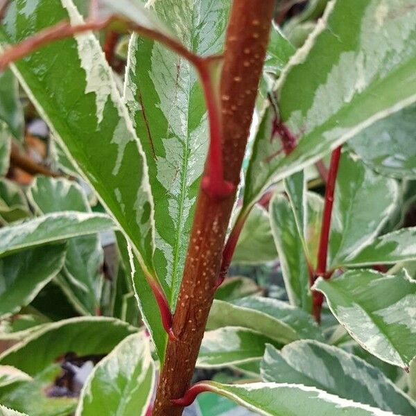 Photinia fraseri Bark