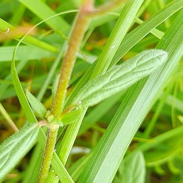 Helianthemum salicifolium Leaf