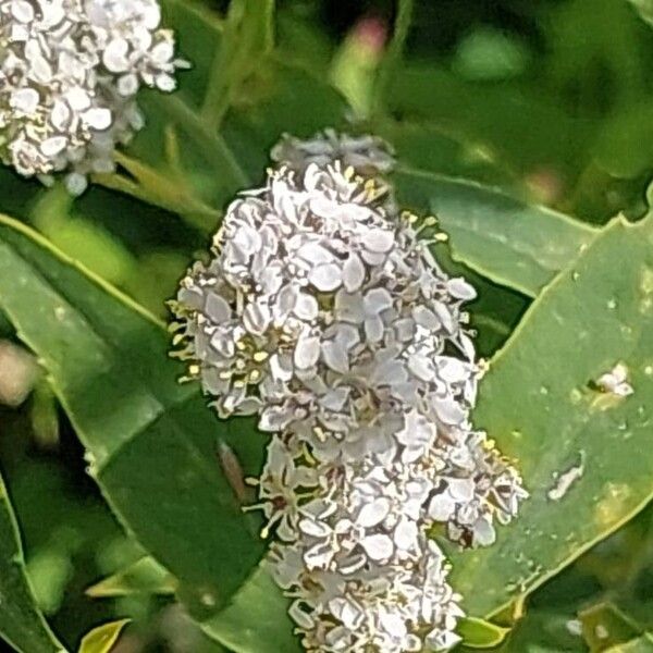 Lepidium latifolium Цветок