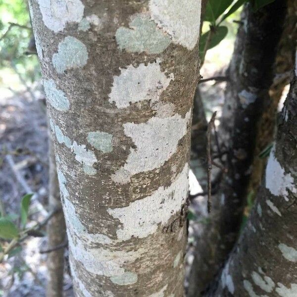 Strychnos madagascariensis Bark