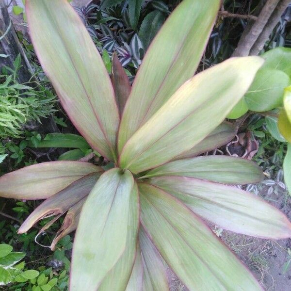 Cordyline fruticosa पत्ता