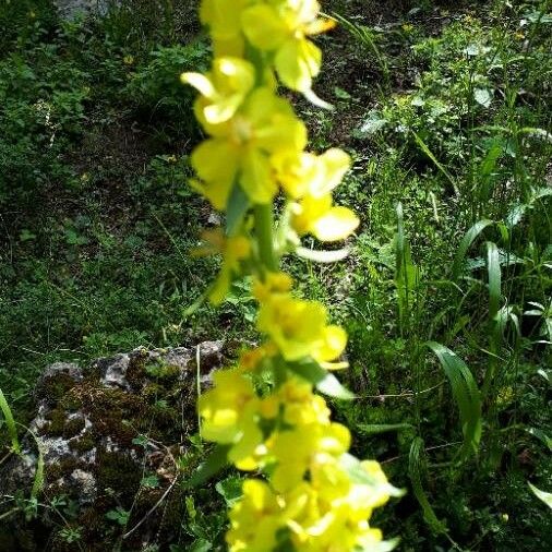 Agrimonia eupatoria Blomst