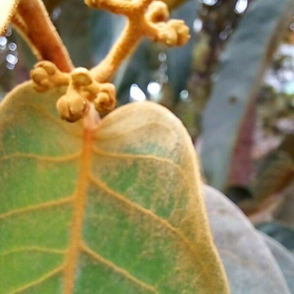 Virola sebifera Flor