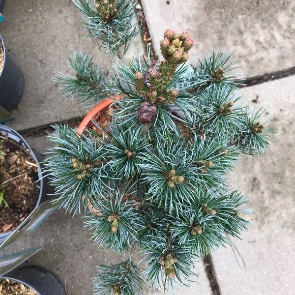 Pinus parviflora Folla