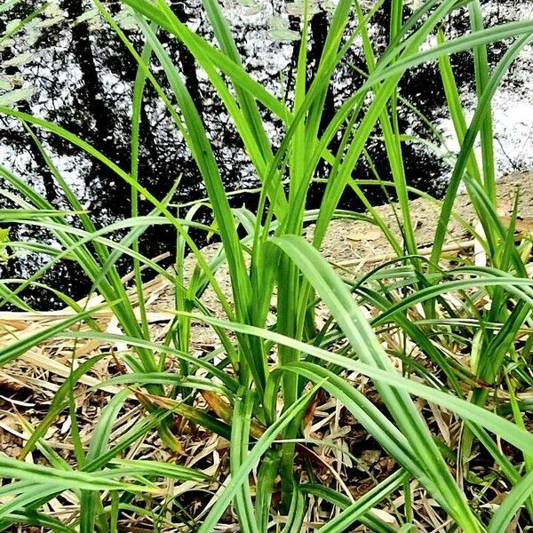 Carex sylvatica Deilen