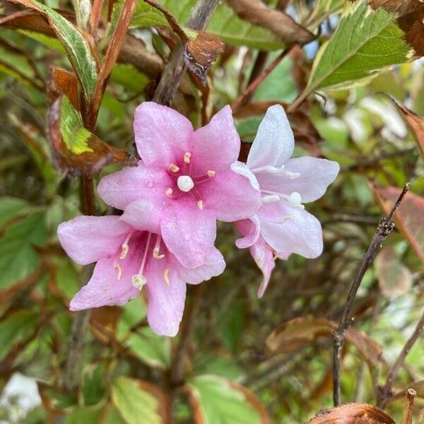 Weigela florida 花