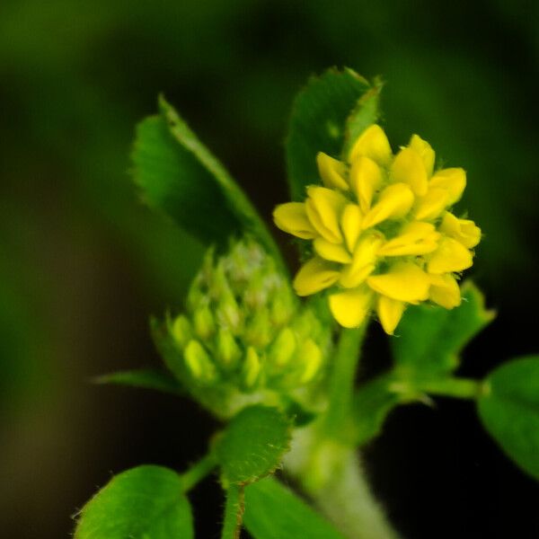 Medicago lupulina Flower