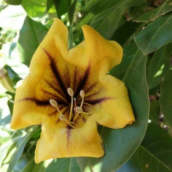 Solandra maxima Flor