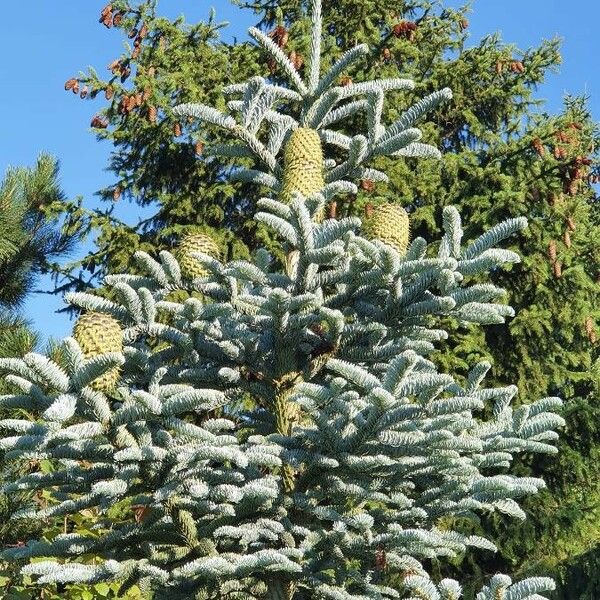 Abies lasiocarpa Plod