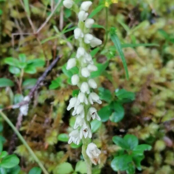 Goodyera repens Кветка