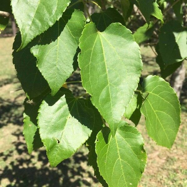 Croton megalobotrys Lapas