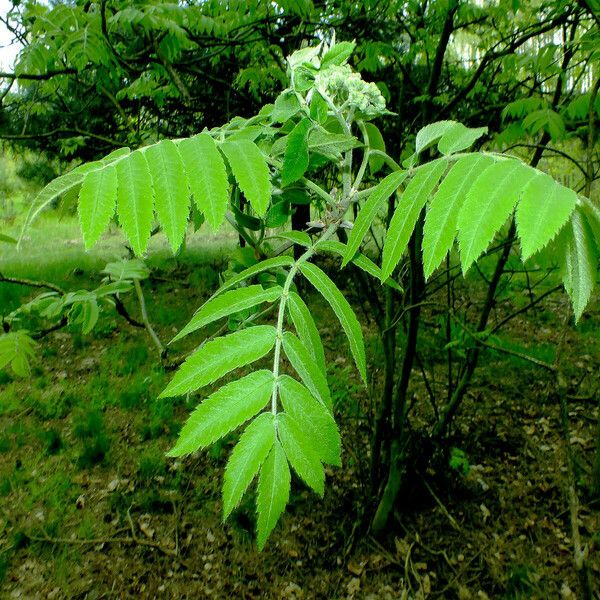 Sorbus aucuparia Лист