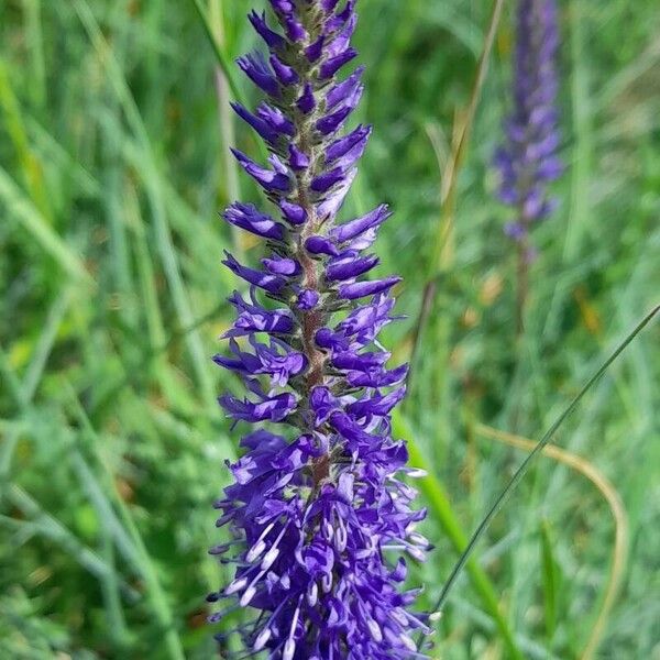 Veronica spicata Flor