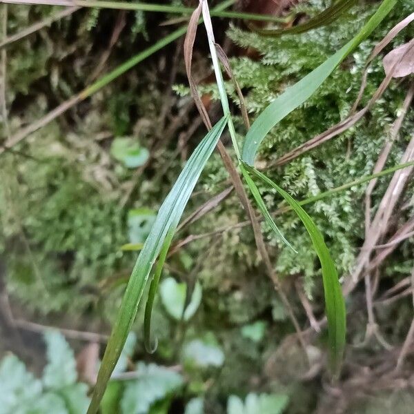 Melica uniflora Fuelha