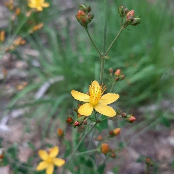 Hypericum linariifolium Flower