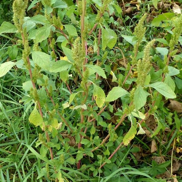 Amaranthus retroflexus पत्ता