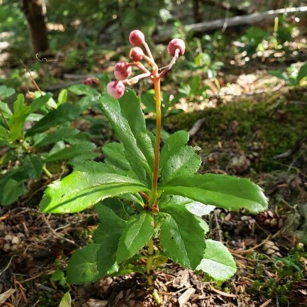 Chimaphila umbellata Flower