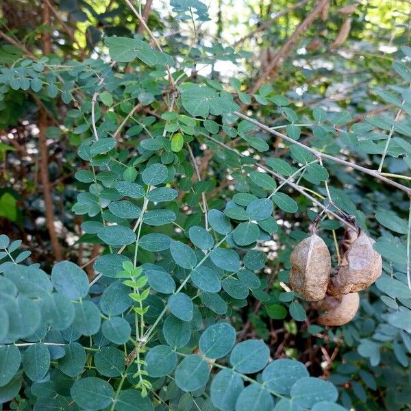 Colutea arborescens Blatt