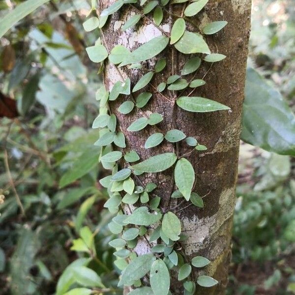 Ficus pumila Habitat