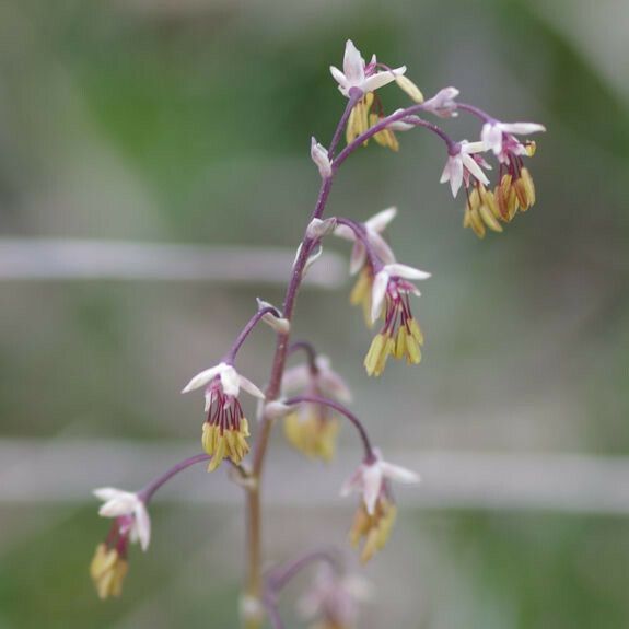 Thalictrum alpinum Fiore