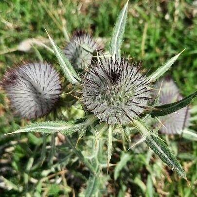 Cirsium eriophorum 花