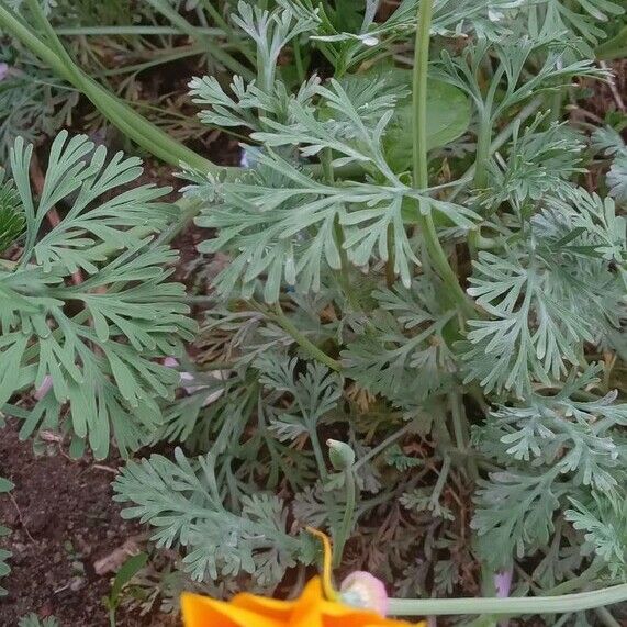 Eschscholzia californica Habit