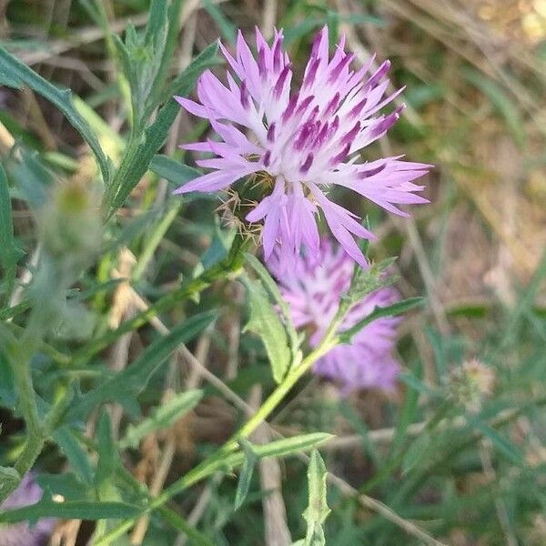 Centaurea aspera Květ