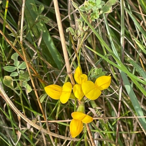 Lotus corniculatus Habitat