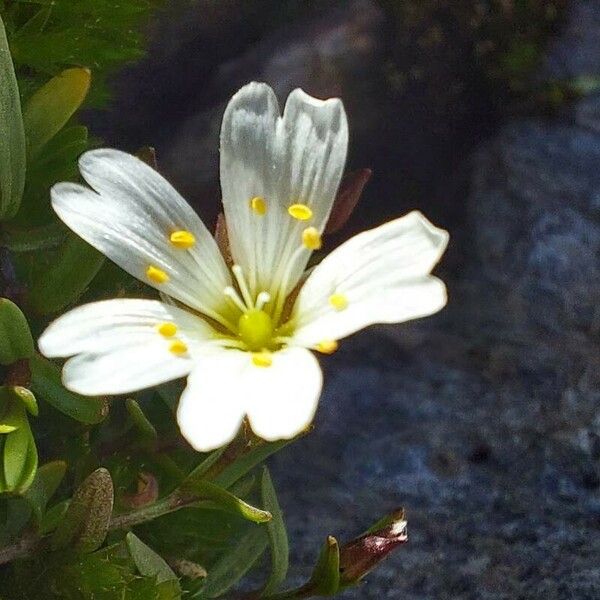 Cerastium cerastoides फूल